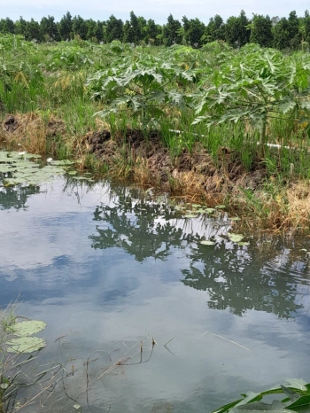 cần bán đất vườn đang trồng mít thái, tại xã ngãi tứ, vĩnh long