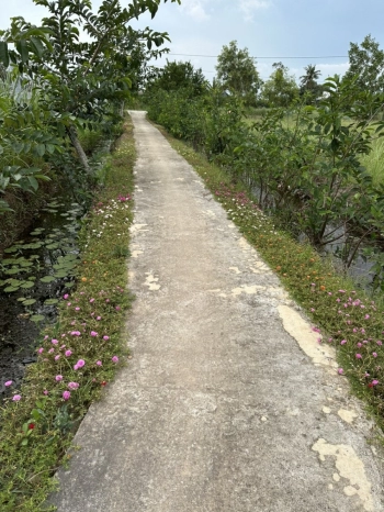 Bán 1613m ,Xã phú đông ,H.Tân Phú Đông , Tiền giang 340tr