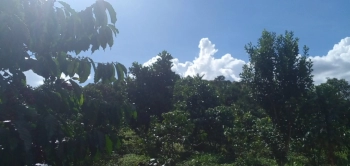 Đất sào rẻ Đinh Trang Hòa -  Di Linh mặt tiền hơn 80m