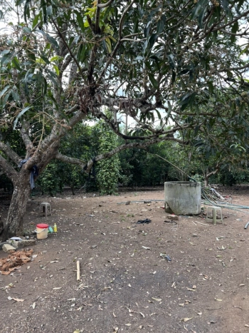 Bán 17722m² vườn trái cây đủ loại xum xuê tươi tốt