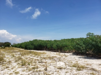 1252m2 ĐẤT BƯNG RIỀNG BÀ RỊA VŨNG TÀU - GIÁ 1 TỶ