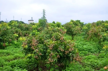 Cần bán vườn nhãn xuồng 6 năm tuổi - đang thu hoạch giá 410Tr/ mẫu Châu Thành