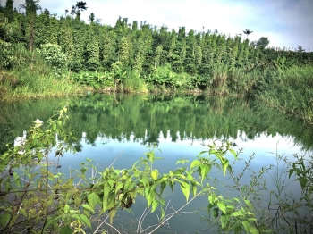 Chủ Cần Bán Lô đất rẫy 1,1 sào, có sẵn cafe, điện nước đầy đủ tại Quảng Tân - Đăk Nông