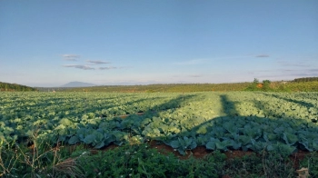 Đất vườn giá rẻ Quảng Sơn Đăk GLong