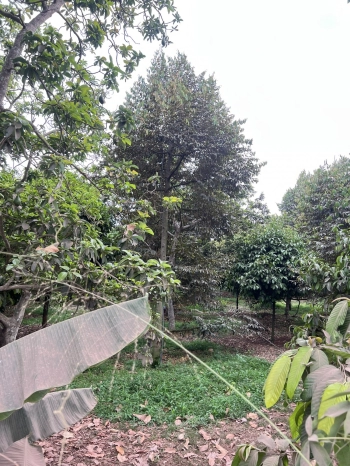 Đất 4997 m2 Hàng Gòn, Long Khánh, giá ngộp