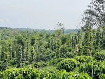 Cần bán hơn 1 sào đất thôn Đakson xã Quảng tân ngay khu dân cư view đẹp giá 257 triệu