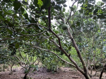 Bán 6259m2 đất ONT Trà Cổ - Huyện Tân Phú GIÁ ĐẦU TƯ có vườn Bưởi