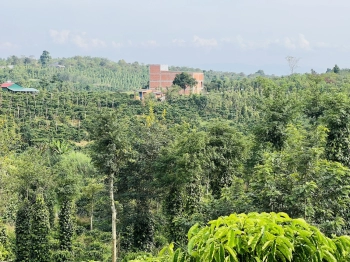 Bán gần 9 sào đất sẵn nguồn thu cafe + tiêu,  cách đường nhựa 800m