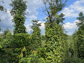 Bán gần 9 sào đất sẵn nguồn thu cafe + tiêu,  cách đường nhựa 800m