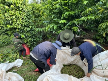 Bán gần 9 sào đất sẵn nguồn thu cafe + tiêu,  cách đường nhựa 800m