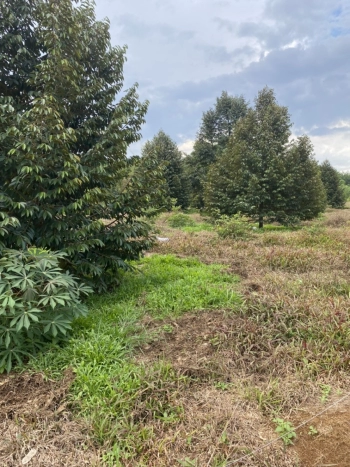 BÁN ĐẤT VƯỜN SẦU RIÊNG CÓ 150m2 THỔ CƯ