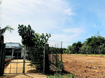 KẸT TIỀN BÁN GẤP 45X55m=2475m2 ĐẤT NGAY QL.13 TT THỊ XÃ, SÁT KCN - CHỢ DÂN ĐÔNG GIÁ 145TR