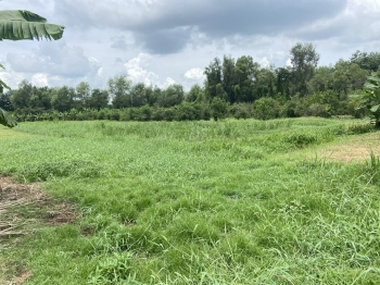 CẦN BÁN LÔ ĐẤT LÚA CÓ TRANG TRẠI CHĂN NUÔI Ở TRẢNG BÀNG GIÁP CỦ CHI