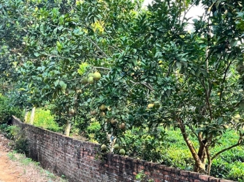 Bán đất có sổ chính chủ tại Yên Bình, Thạch Thất