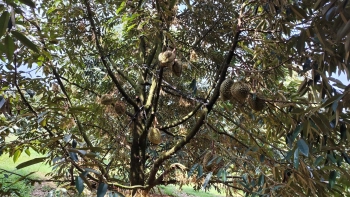 BÁN ĐẤT SẦU RIÊNG THU MẠNH GIÁP SÔNG – 1 NĂM THU 2,5TY TIỀN SẦU RIÊNG