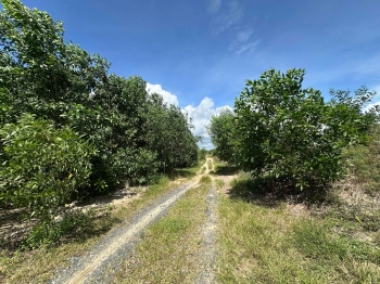 Siêu Phẩm 10023m2 View Biển LaGi – Giá Chỉ 2,6 Triệu/m² – Duy Nhất 1 Lô