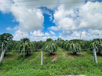 6X38(231M2) Full Thổ Cư, Hẻm Lý Thái Tổ Tân Tiến View Biển