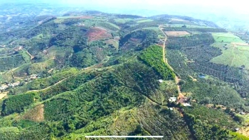 Cho thuê 30ha đất đỏ bazan,nhà cửa điện nước đầy đủ, đường nhựa tại Đắk Nông