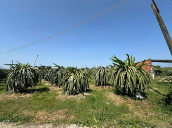 Bán 4000m2 Đất Trồng Thanh Long, Dân Hiện Hữu, Đường Bê Tông Gần Biển, Giá Tốt