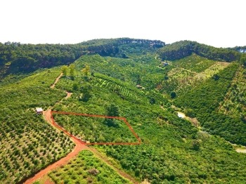 Đất Di Linh. 1000m2 có cà phê, có điện,đường ô tô. Giá 380tr bao sổ